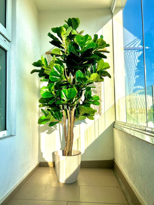 Planta Artificial Ficus Lyrata 180 Cm.