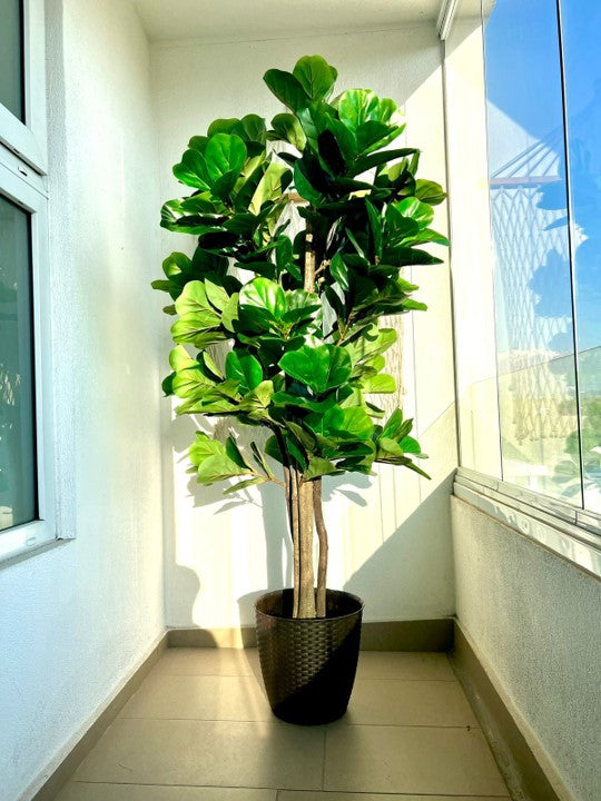 Planta Artificial Ficus Lyrata 180 Cm.