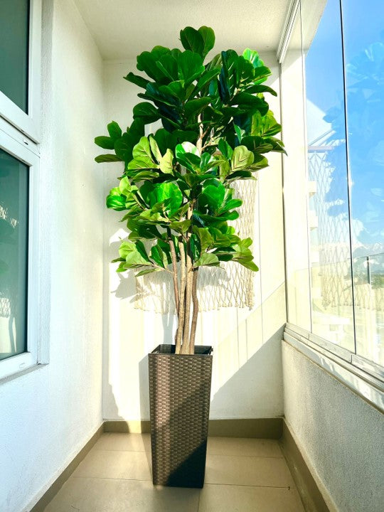 Planta Artificial Ficus Lyrata 180 Cm.